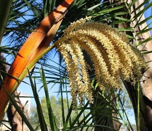 Flower cluster of Senegal Date Palm (Phoenix reclinata).