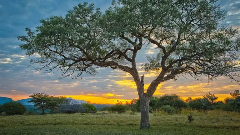 Marula Tree standing in an open savanna at sunset.