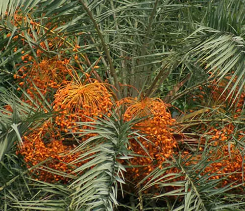 Fruit clusters on Silver Date Palm (Phoenix sylvestris).