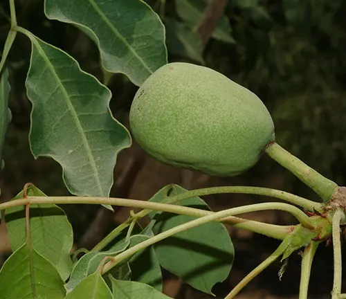 Close-up of a green fruit on a Sclerocarya birrea subsp. caffra branch.