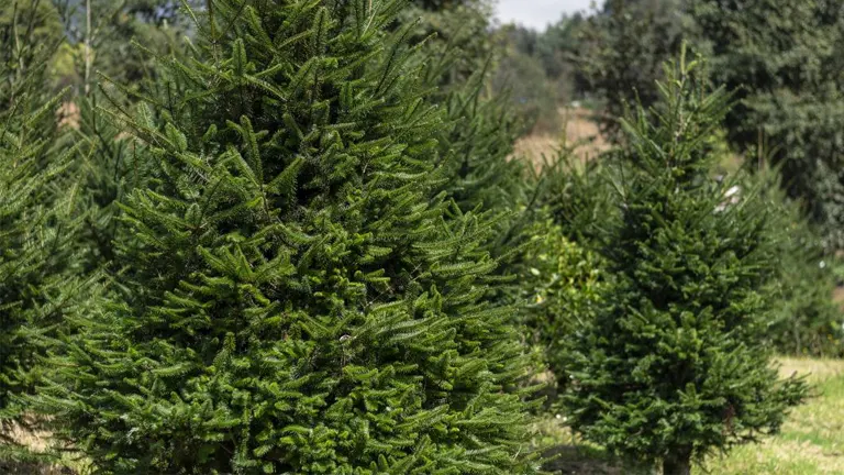 Pinabete trees in a green forest landscape with dense, needle-like foliage.