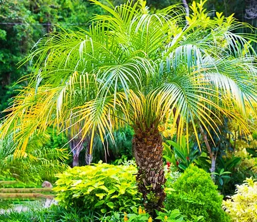 Pygmy Date Palm (Phoenix roebelenii) in a garden.