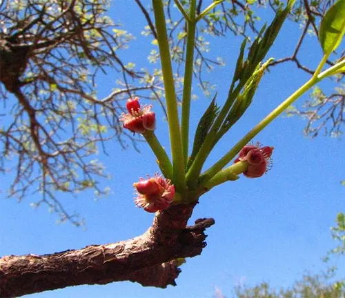 Close-up of red flowers on a Sclerocarya birrea subsp. multifoliolata branch.