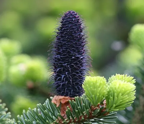 Close-up of an Abies guatemalensis var. jaliscana cone with vibrant foliage.