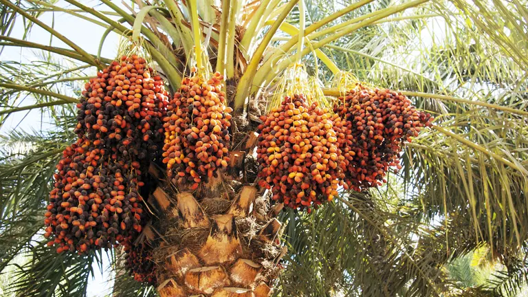 Date clusters on a Date Palm Tree.