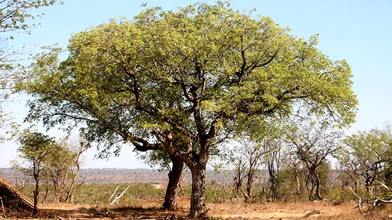 Marula Tree in a dry savanna landscape.




