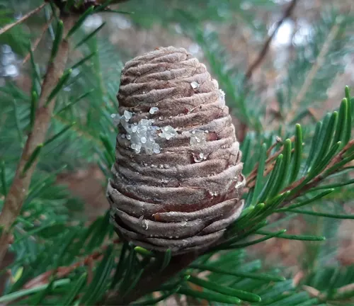 Close-up of an Abies guatemalensis var. jalapaensis cone with resin droplets on needle-like foliage.