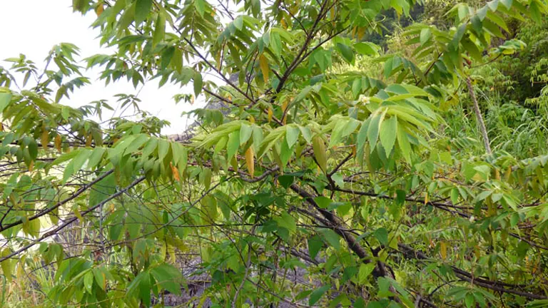 Branches of an Aratiles tree with lush green, serrated leaves.