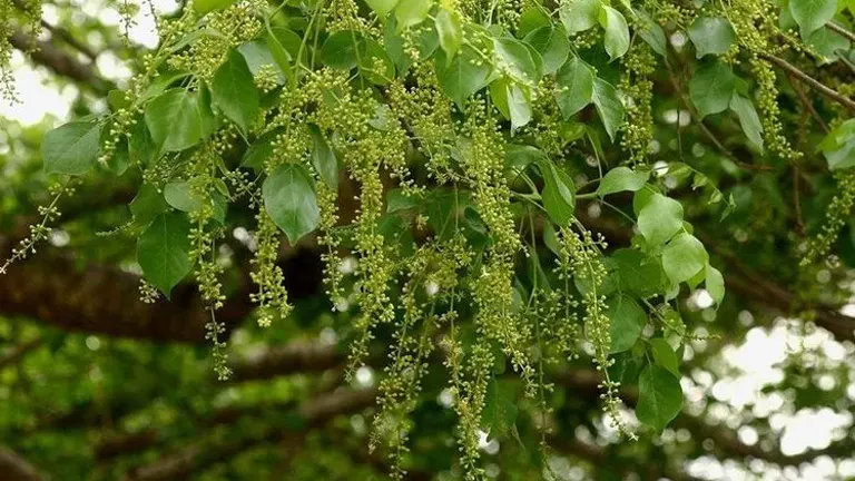 Hanging clusters of green Marula Tree flowers and leaves.