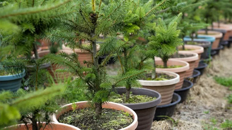 Young Pinabete trees (Abies guatemalensis) growing in pots lined up in a nursery.