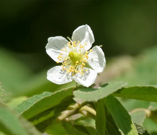 Close-up of a white Aratiles flower with yellow stamens and green foliage.