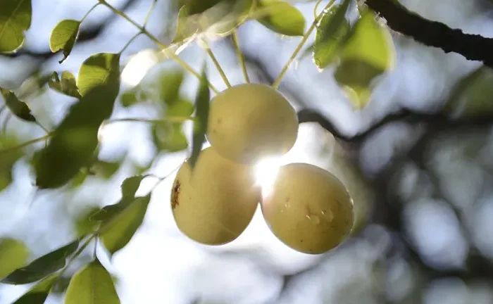 Marula Tree