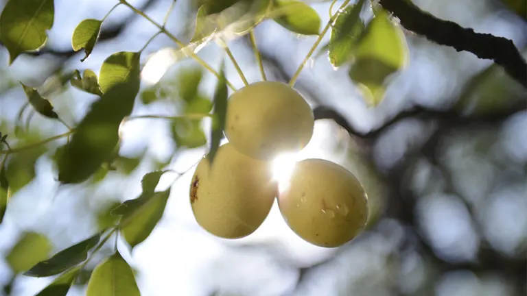 Marula Tree