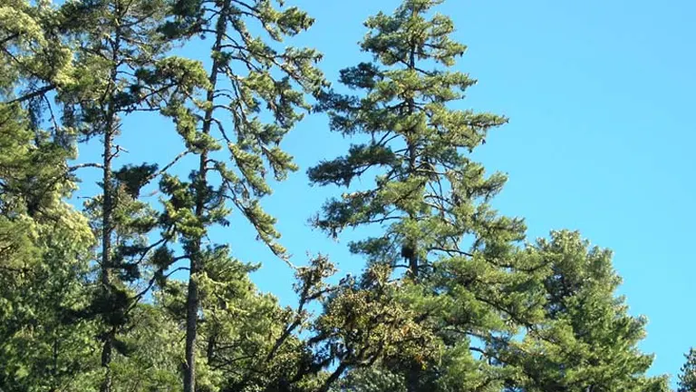 Tall Pinabete trees (Abies guatemalensis) in a forest under a clear blue sky.