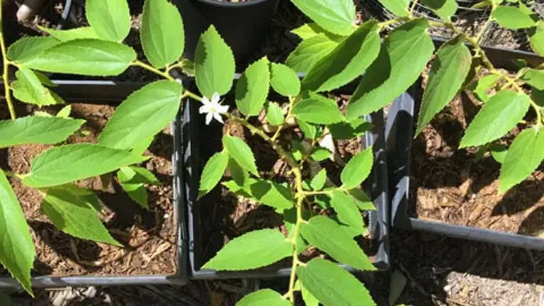 Young Aratiles tree in pots with bright green leaves and a small white flower.