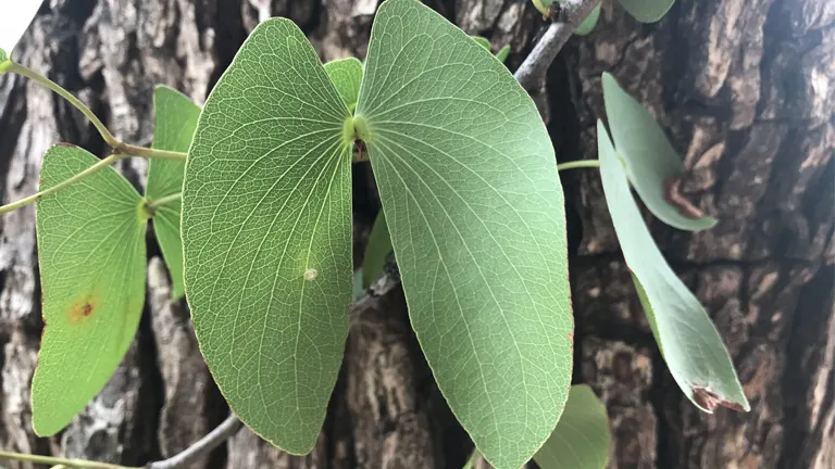 Close-up of butterfly-shaped leaves of the Colophospermum mopane.