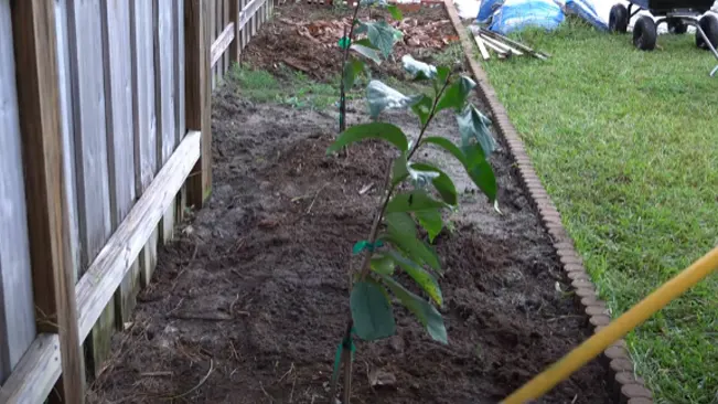 Mature Pawpaw Trees