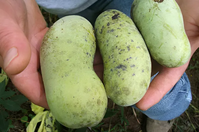 Pawpaw Plant