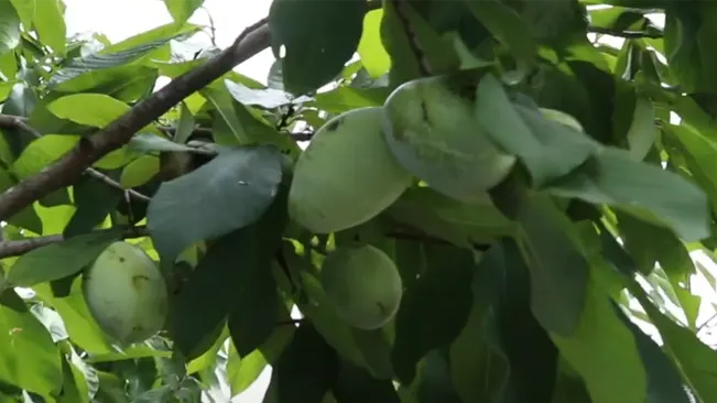 Harvesting Pawpaw