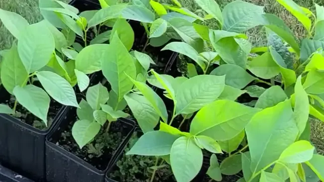 Planting Pawpaw Seeds