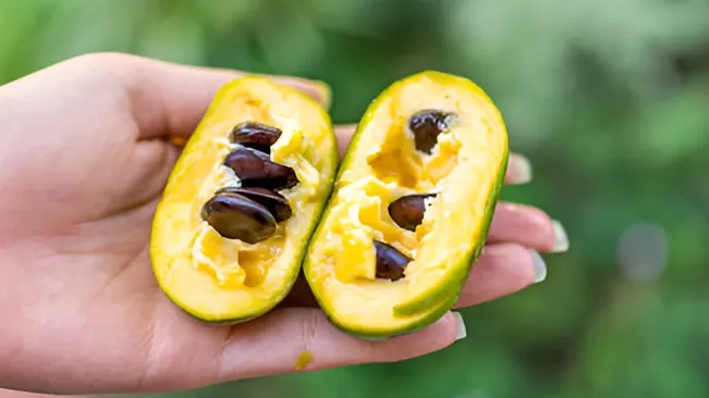 Pawpaw Seeds