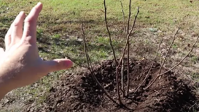 Mulching Around the Base