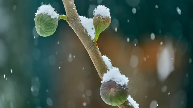 How Do You Protect Fig Trees During Winter