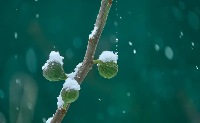 How Do You Protect Fig Trees During Winter?