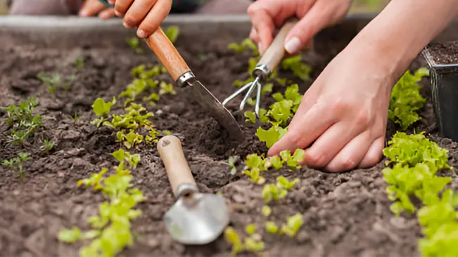 How to Start Organic Vegetable Gardening