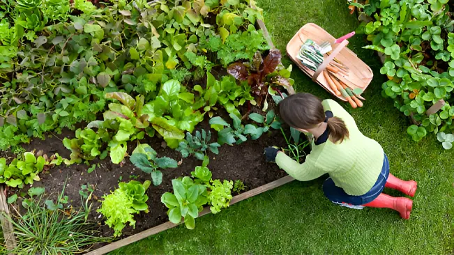 How to Start Organic Vegetable Gardening