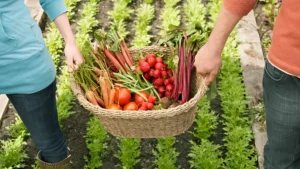 vegetable gardening