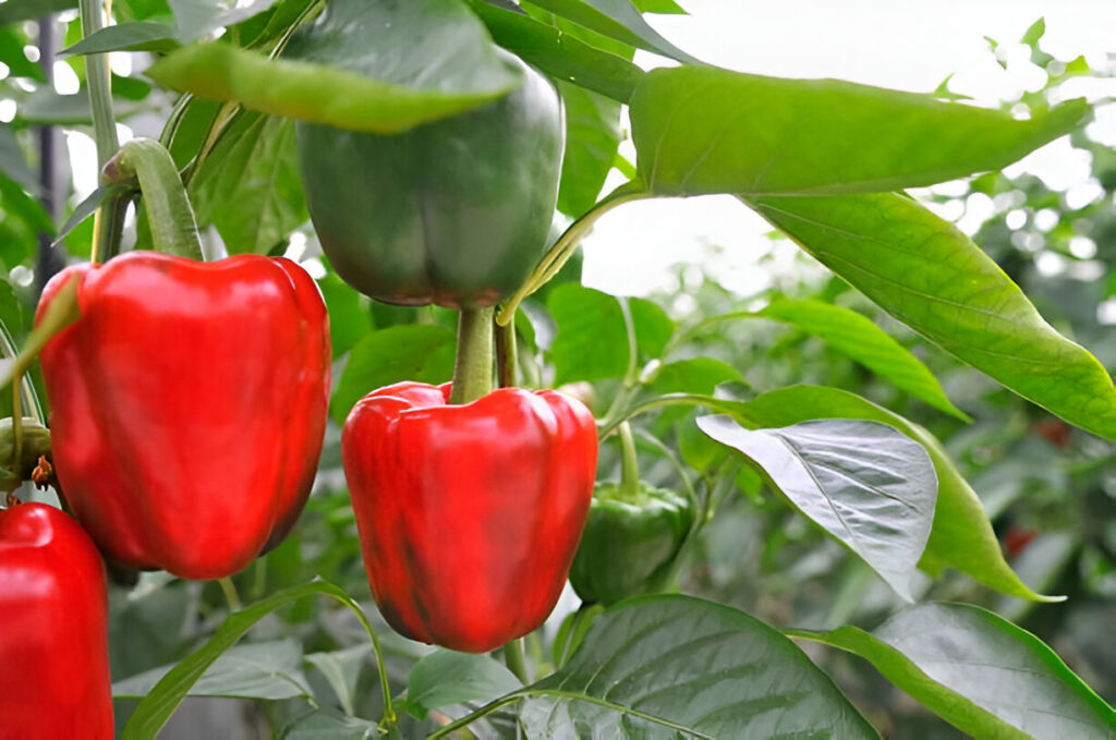 How to Plant Peppers in a Garden